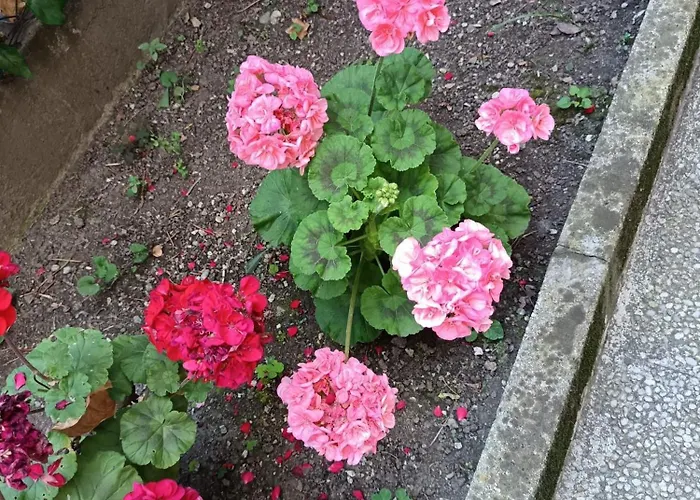 Проживание в семье Venice Station